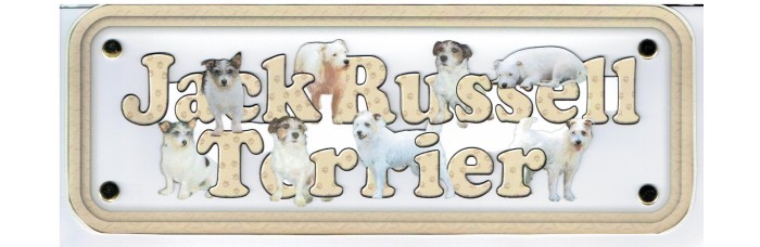 Jack Russell - wire hair Jack Russell - wire hair